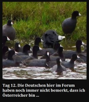 deutsches forum.jpg